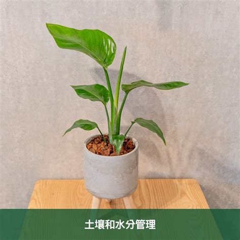 天堂鳥生長速度|天堂鳥植物完全栽培指南 從選擇到養護 